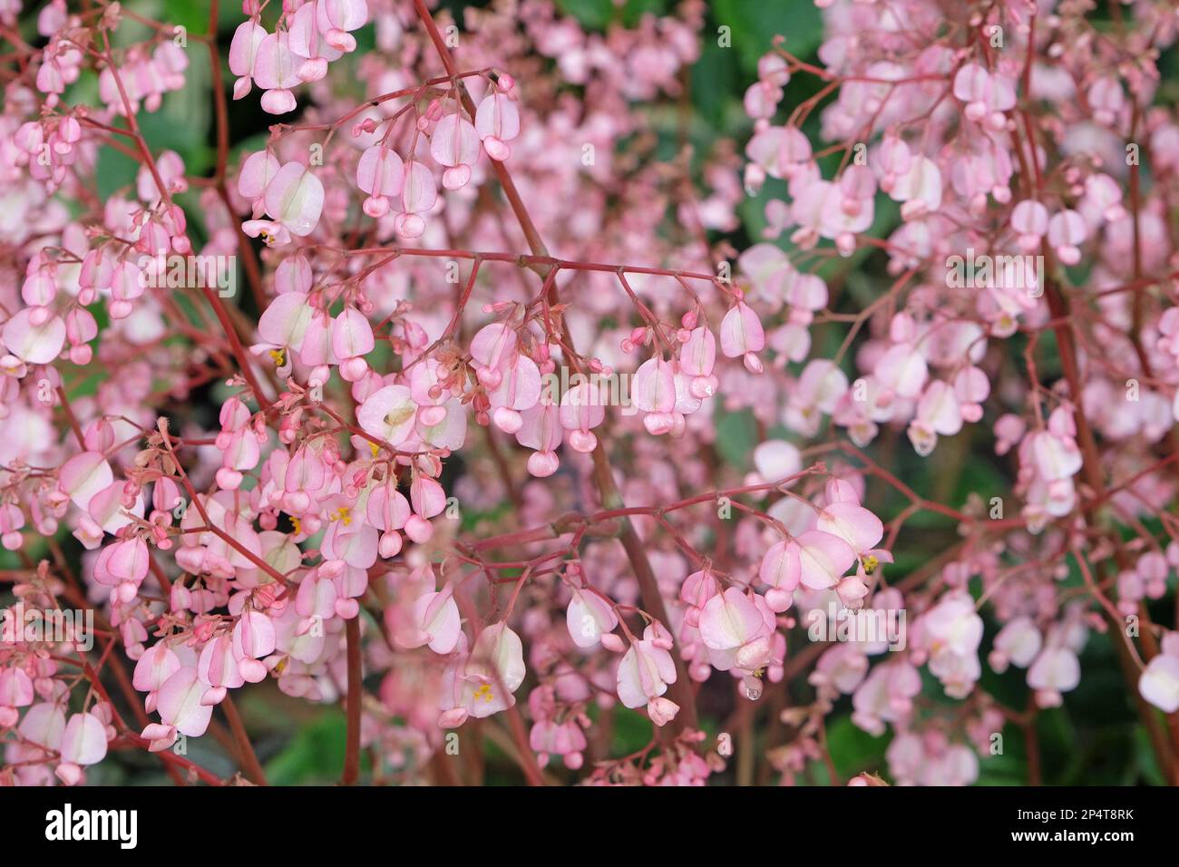 Rose Scarlet begonia en fleur Banque D'Images