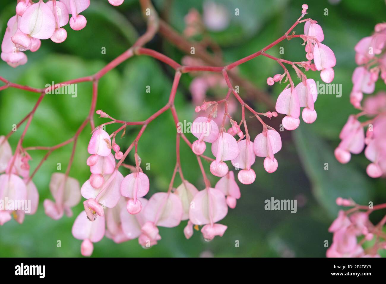 Rose Scarlet begonia en fleur Banque D'Images