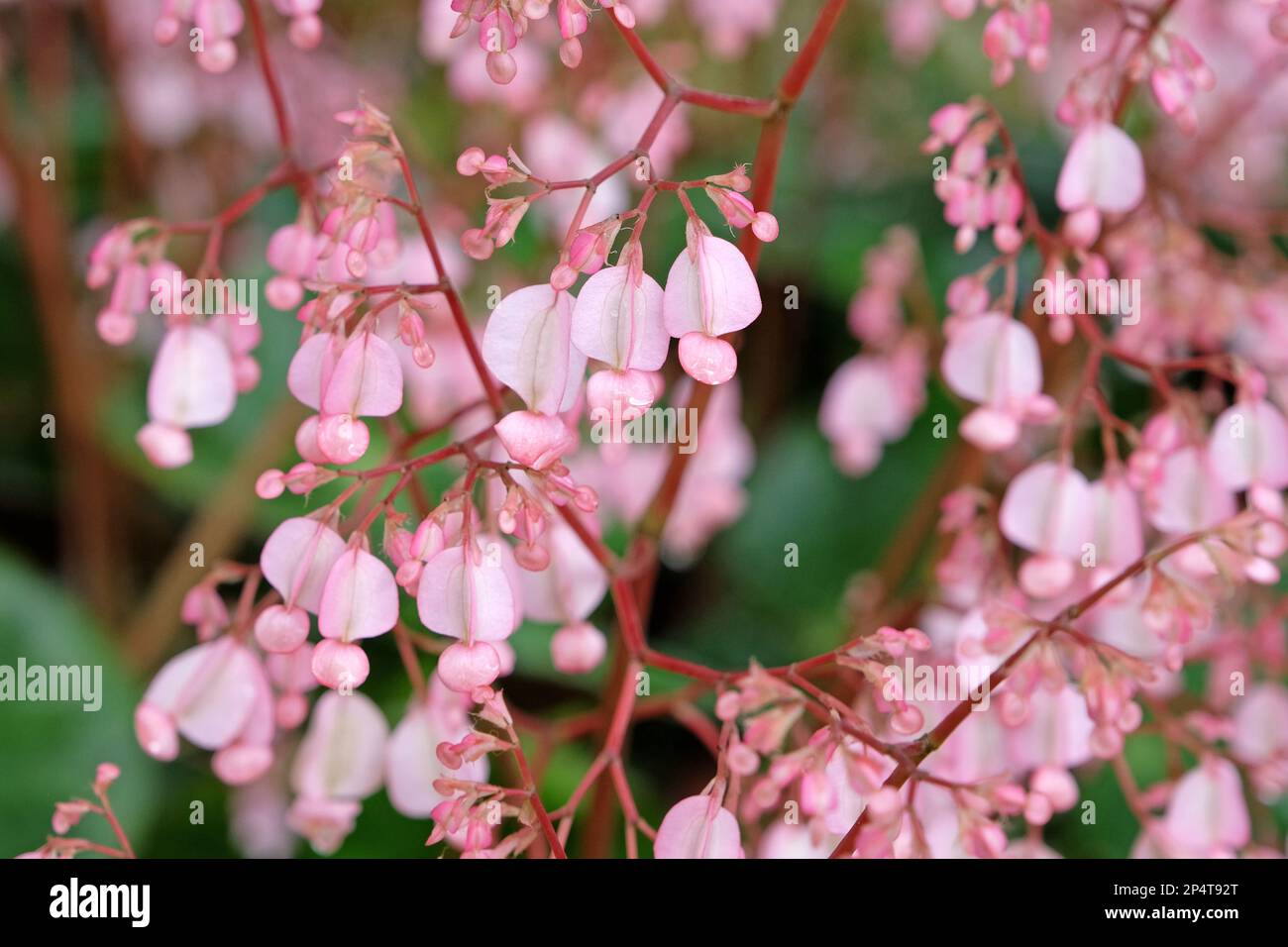 Rose Scarlet begonia en fleur Banque D'Images