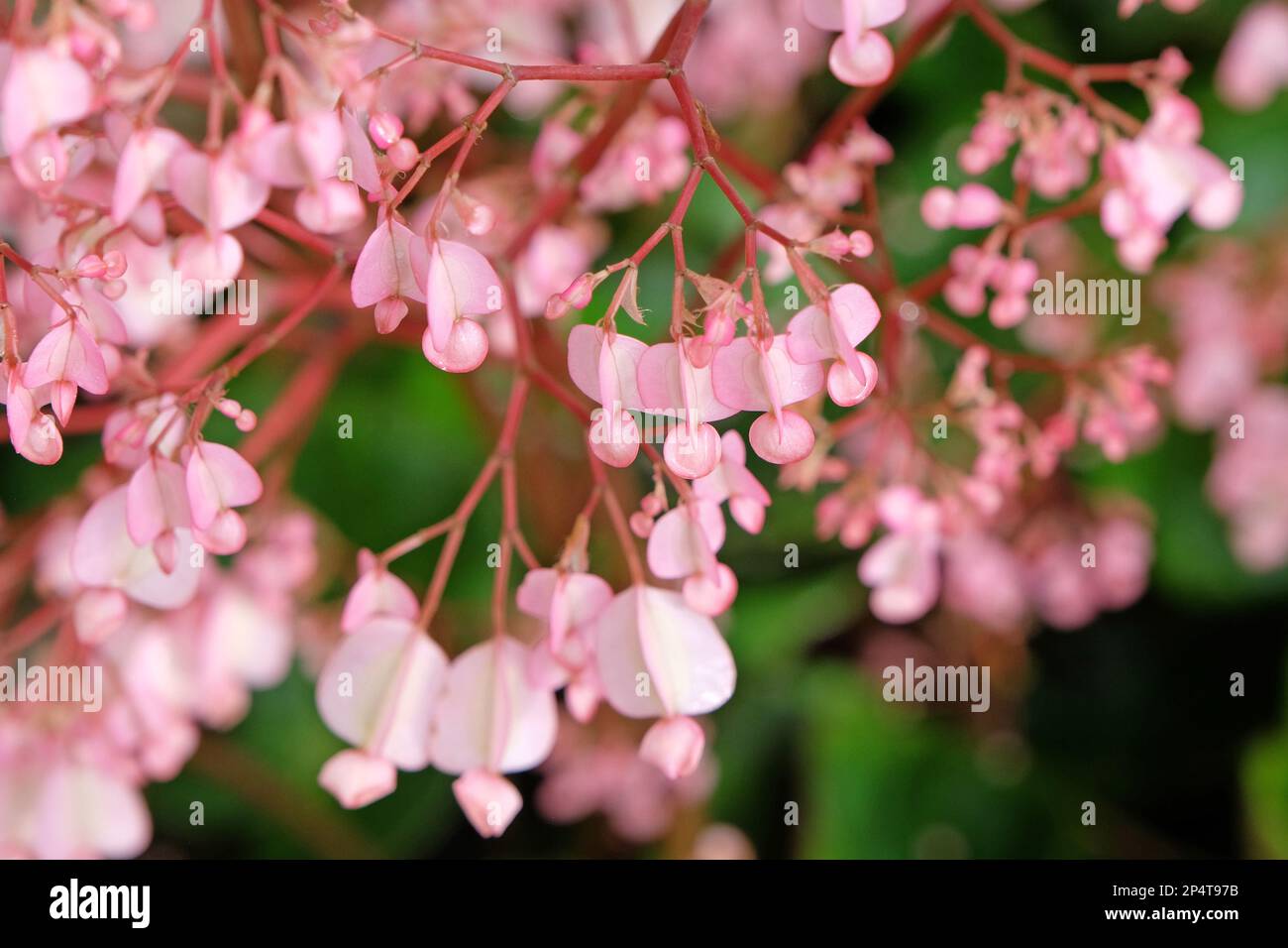 Rose Scarlet begonia en fleur Banque D'Images