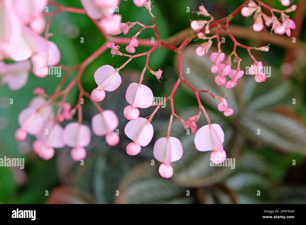 Rose Scarlet begonia en fleur Banque D'Images