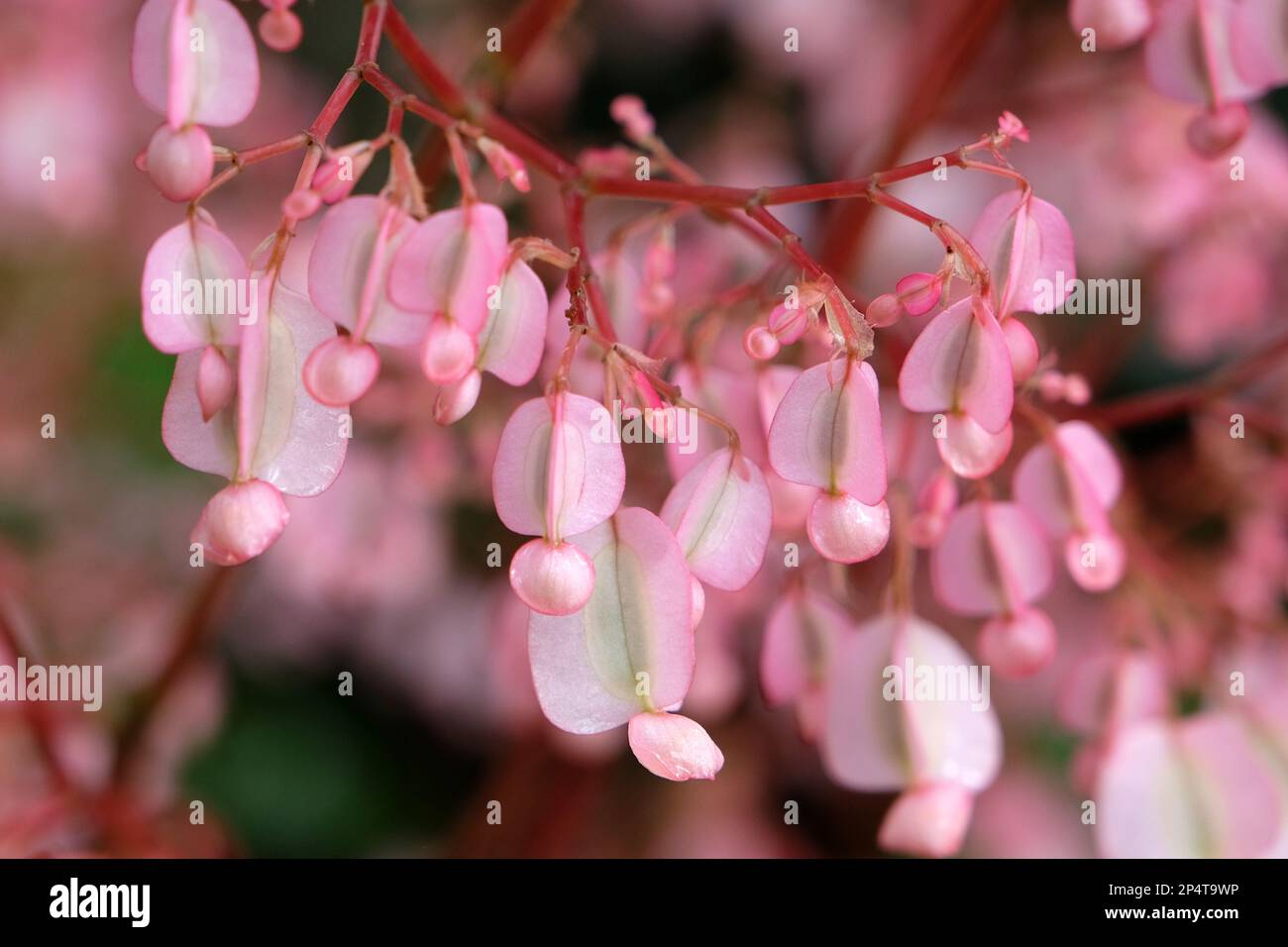 Rose Scarlet begonia en fleur Banque D'Images