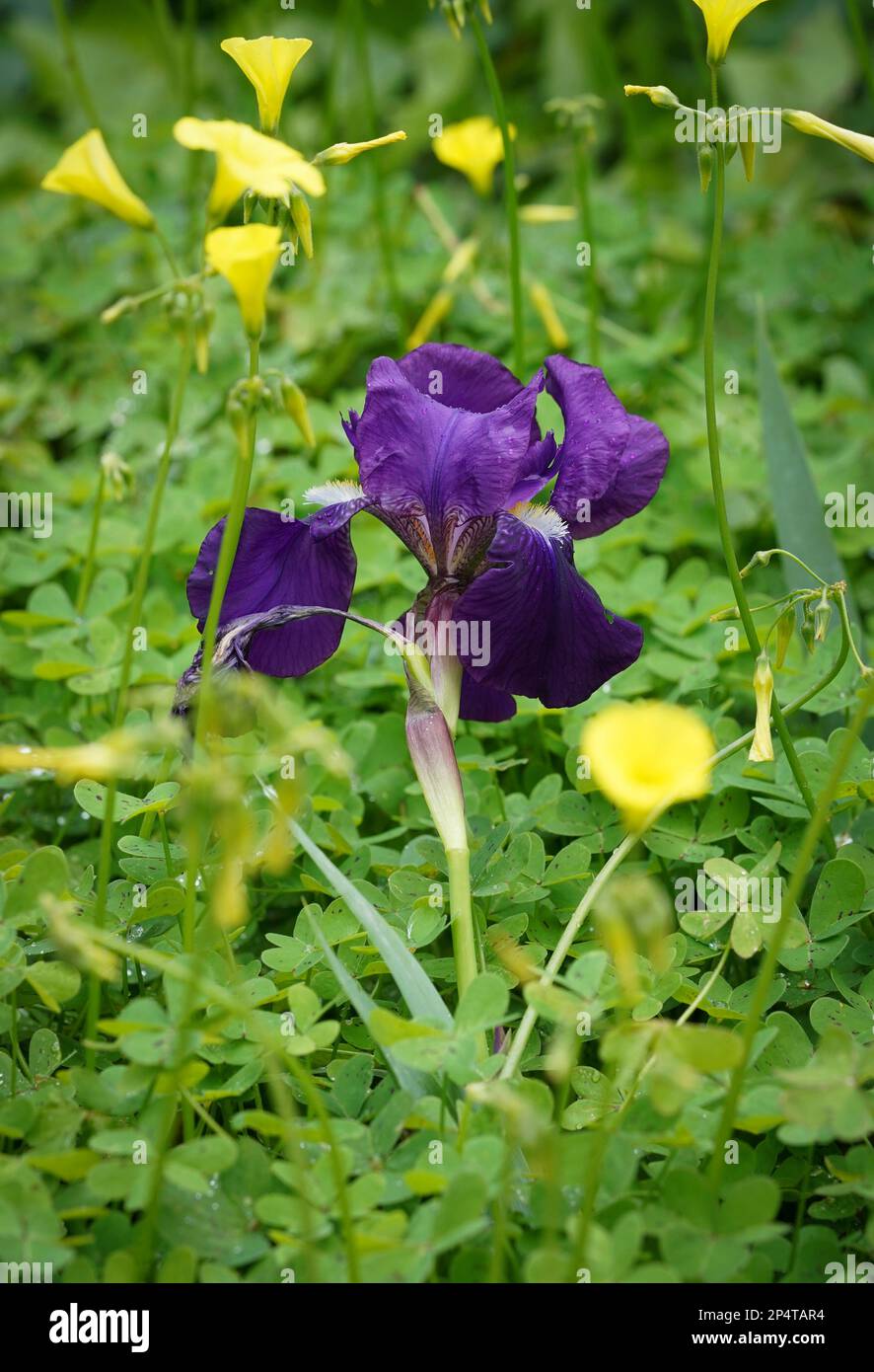 Fleur de l'iris allemand, Iris germanica, iris barbu, dans le jardin méditerranéen sauvage. Avec coupe de beurre des Bermudes autour, Espagne. Banque D'Images