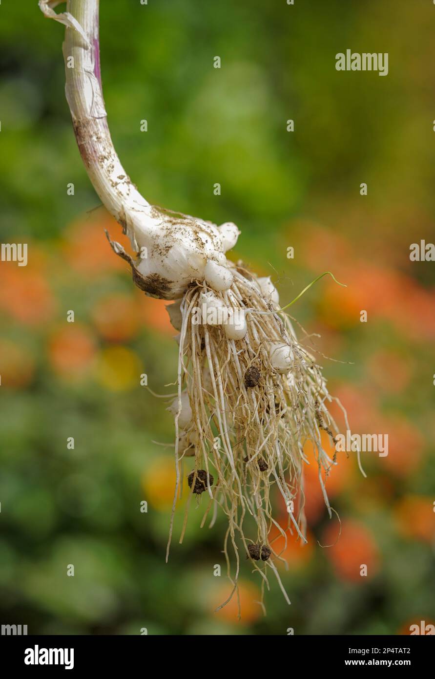 Plante d'ail avec nodules sur les racines. Banque D'Images