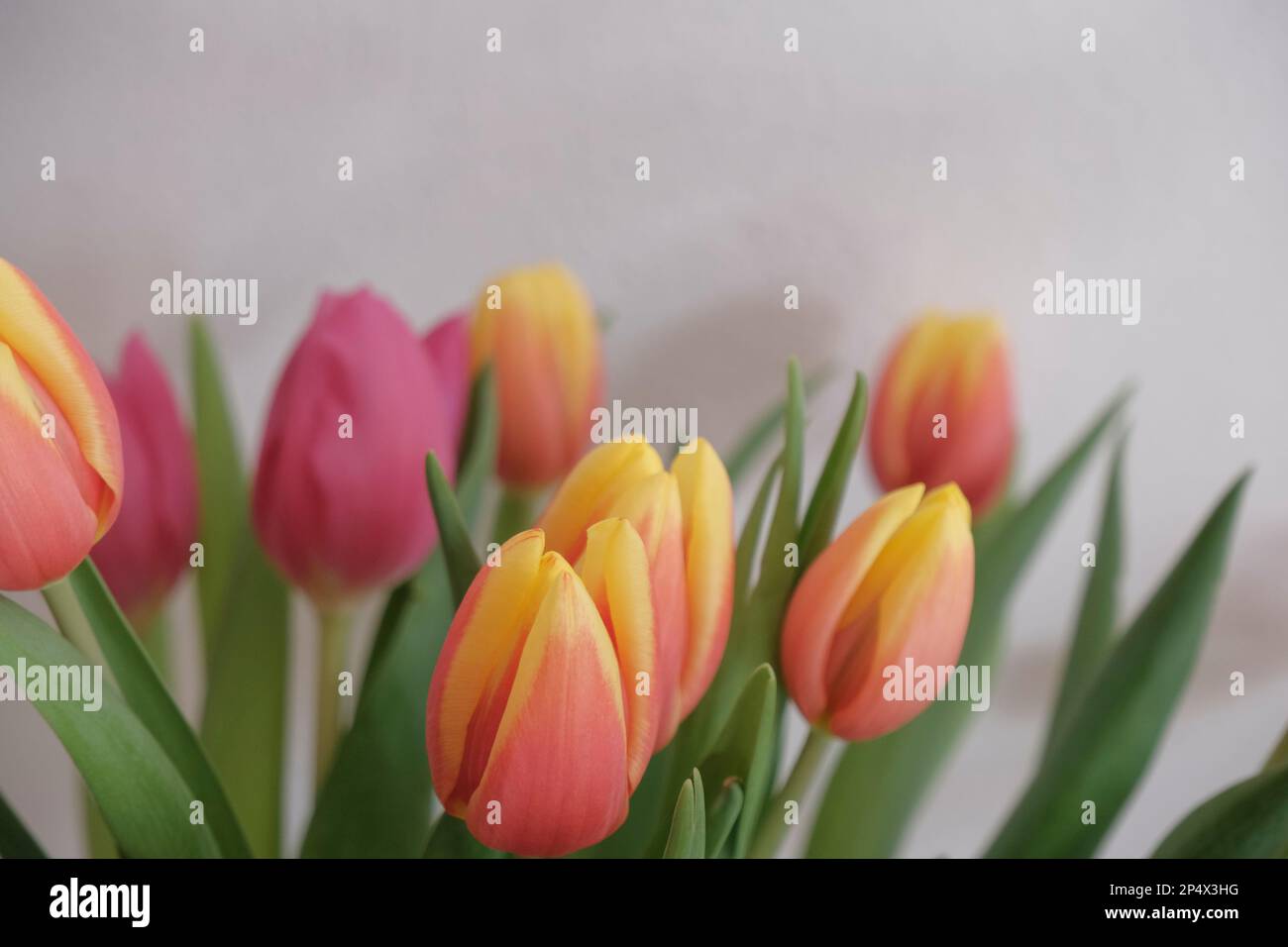 bouquet de tulipes roses et jaunes sur fond blanc. Fond floral. Carte postale. Invitation de mariage Banque D'Images