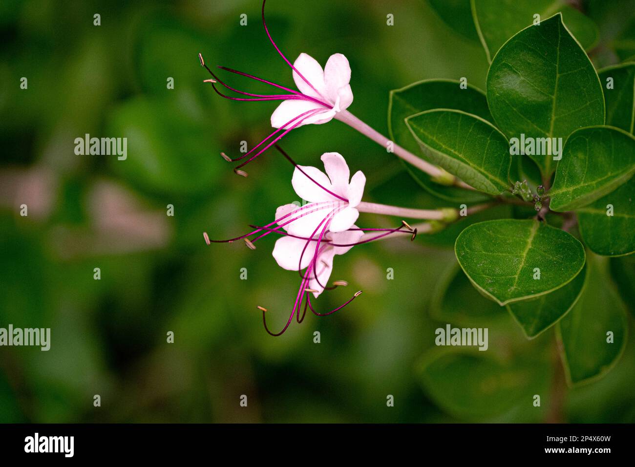 LES TROIS FLEURS Banque D'Images