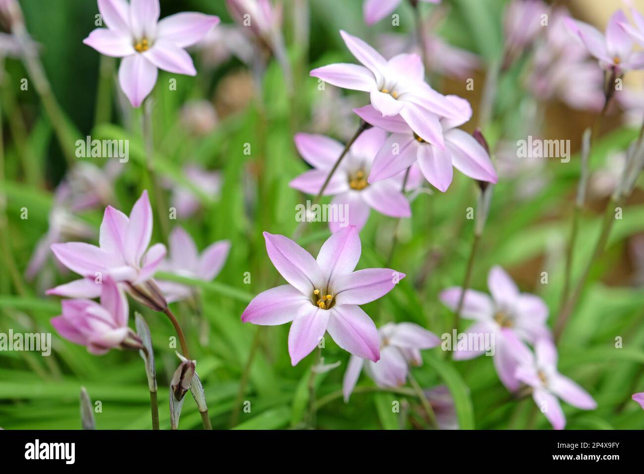 Ipheion Uniflorum, ou étoile de printemps, Charlotte Bishop en fleur. Banque D'Images