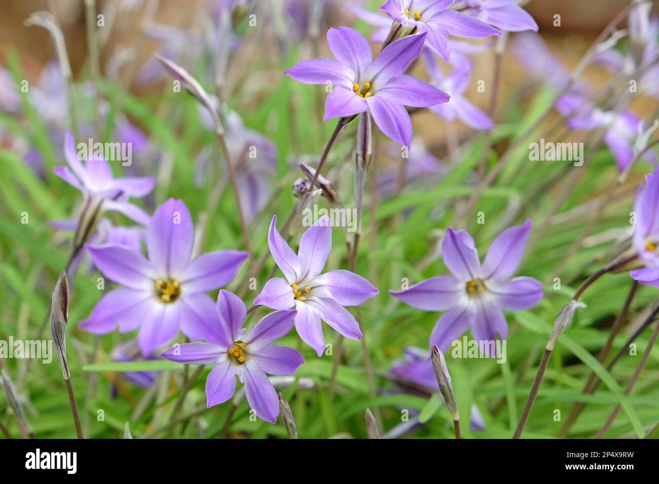 Ipheion Uniflorum, ou étoiles de printemps, 'Froyle Mill' en fleur. Banque D'Images