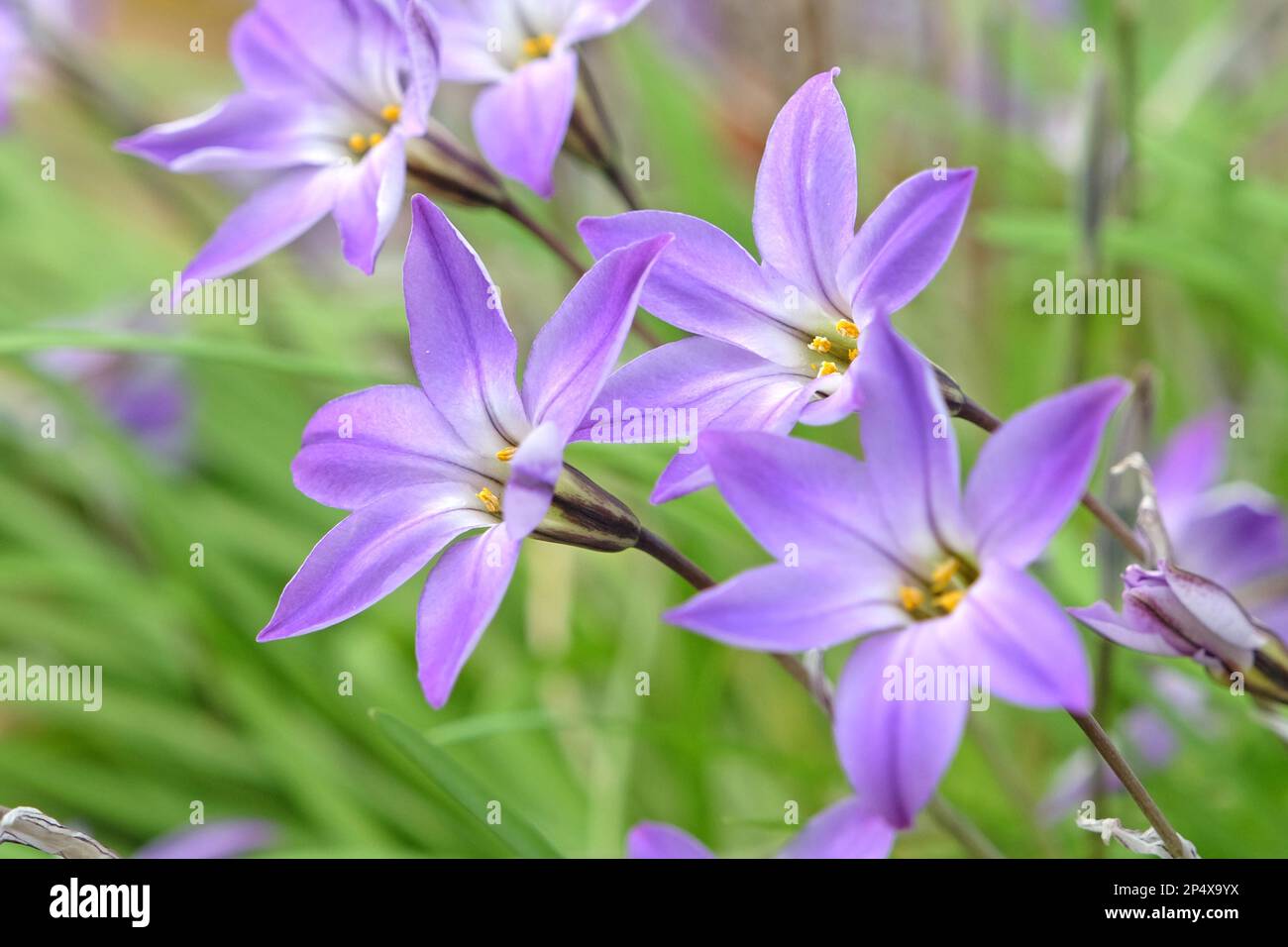 Ipheion Uniflorum, ou étoiles de printemps, 'Froyle Mill' en fleur. Banque D'Images