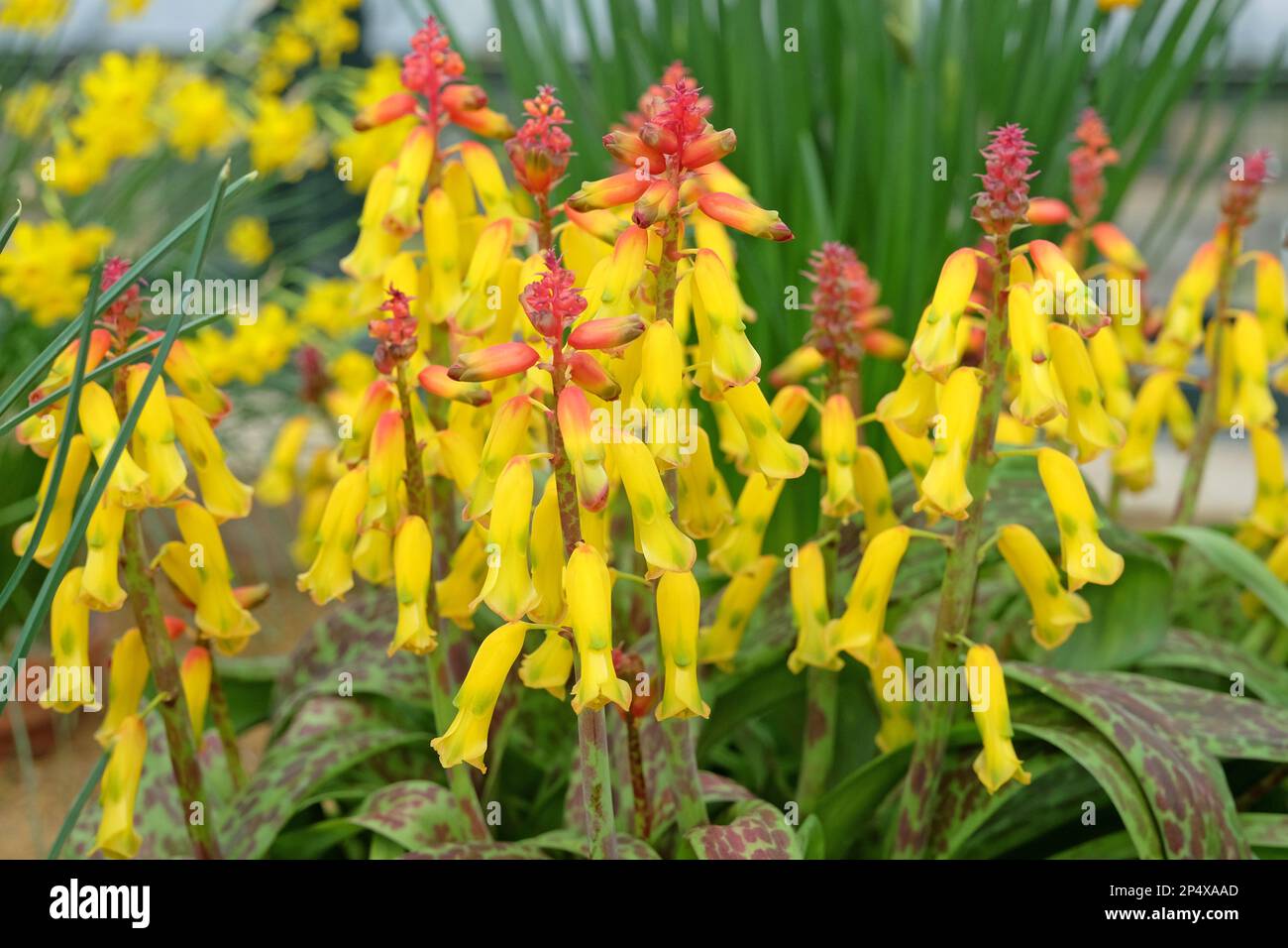 Lachenalia tricolor Frangie ou cape Cowslip, en fleur. Banque D'Images