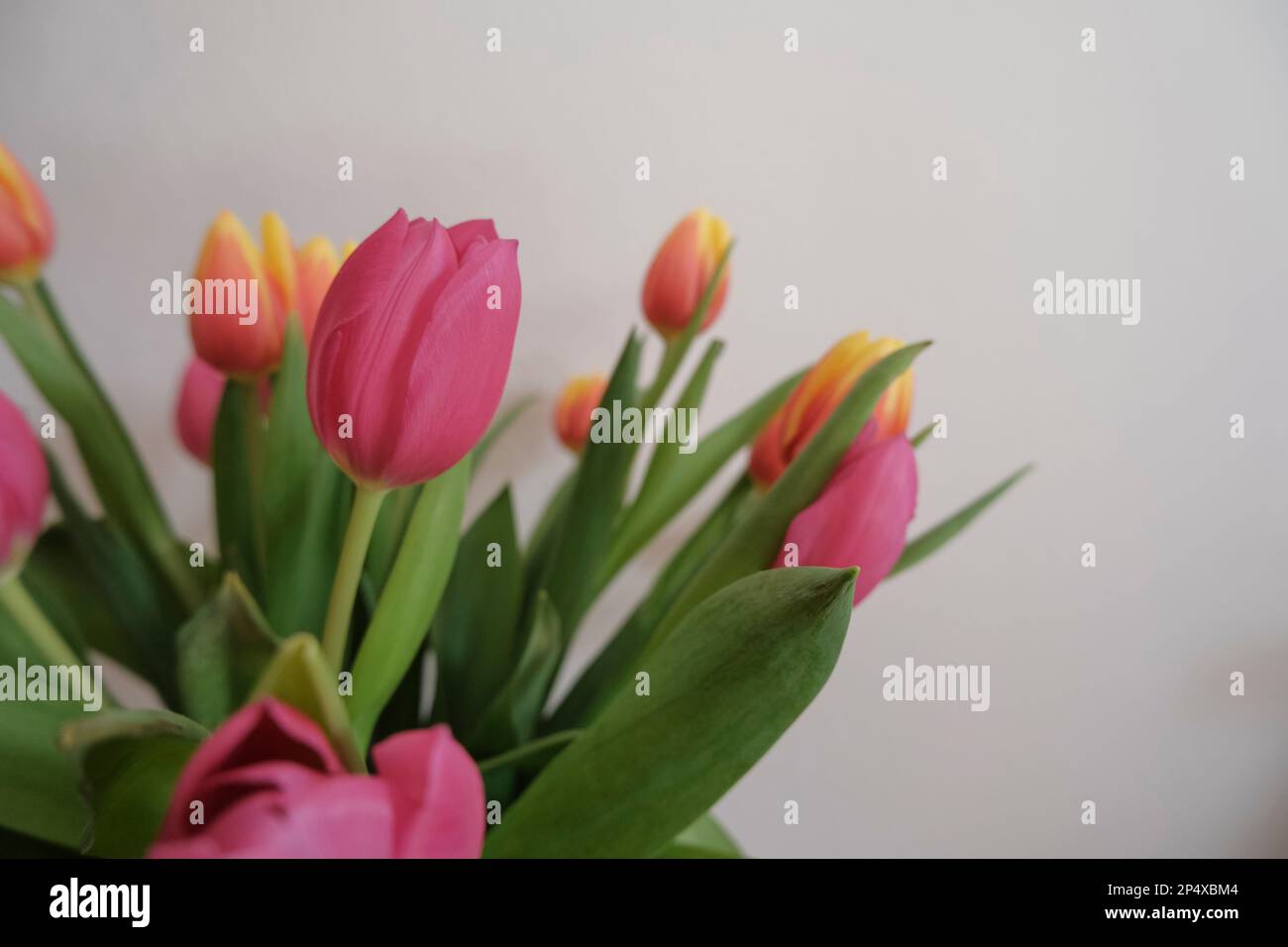 Bouquet de tulipes roses et jaunes sur le mur blanc, espace copie. Fond floral. Carte postale. Invitation de mariage Banque D'Images