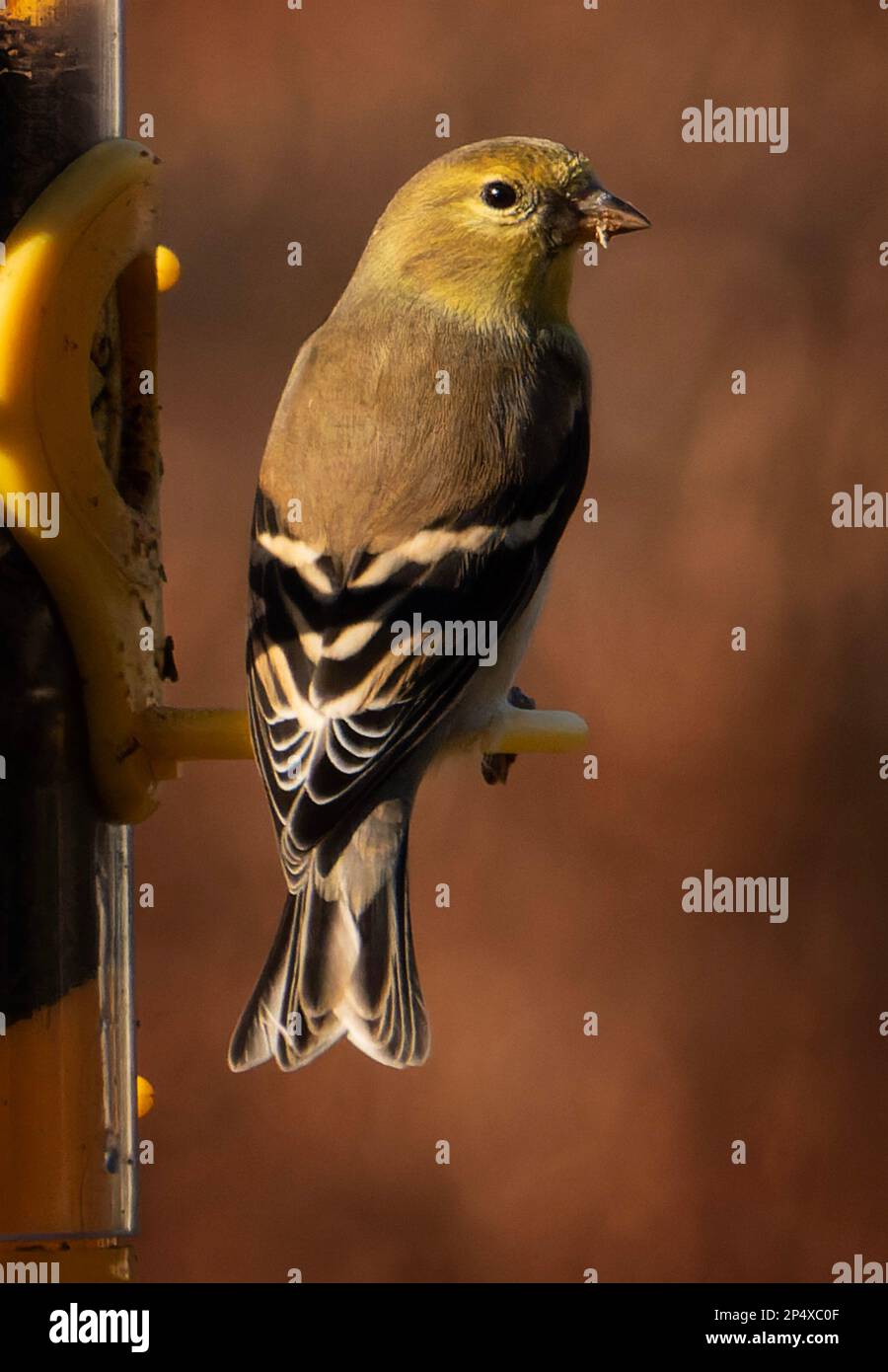 Début mars, une femme Finch est sur le convoyeur Banque D'Images