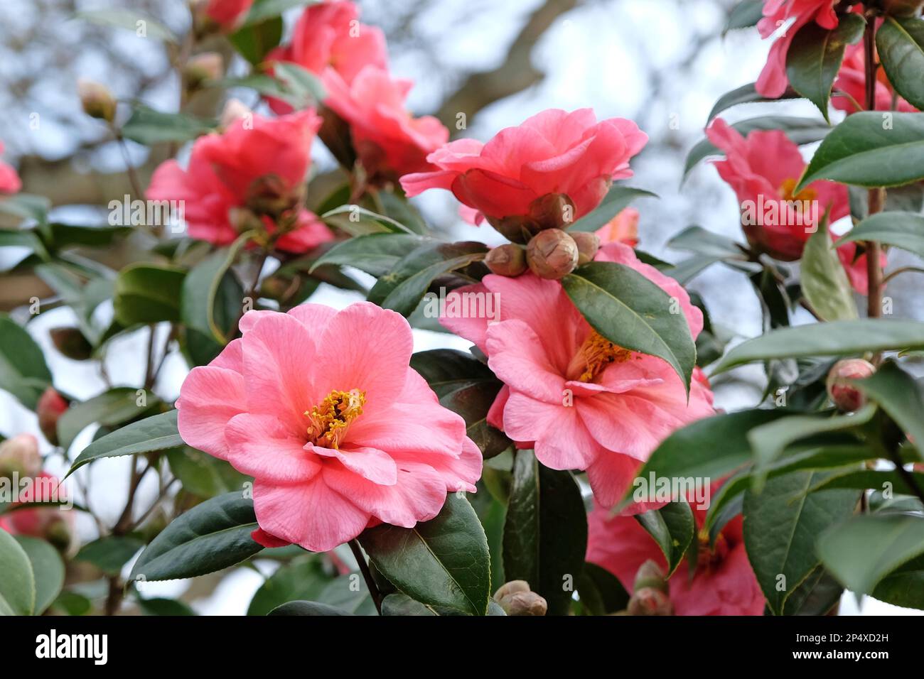 Double Camellia japonica en fleur. Banque D'Images