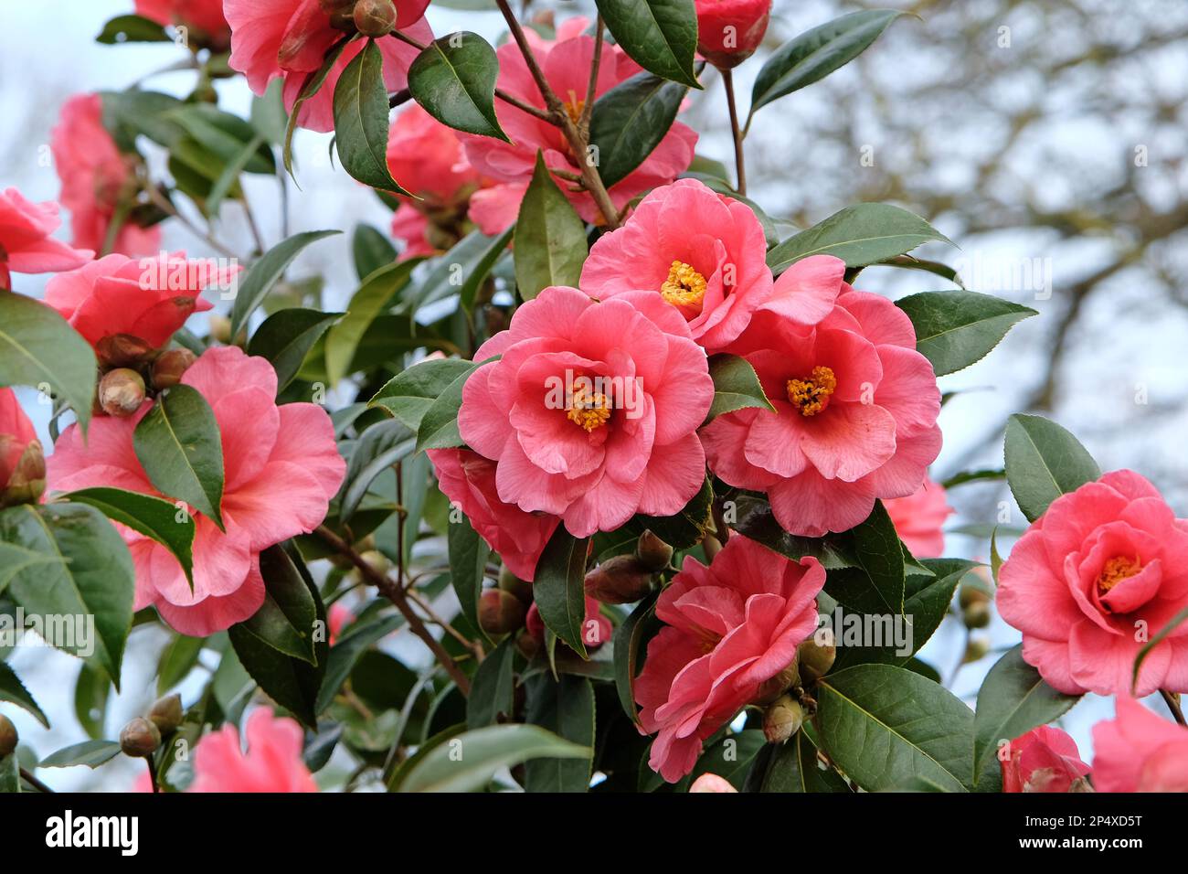 Double Camellia japonica en fleur. Banque D'Images
