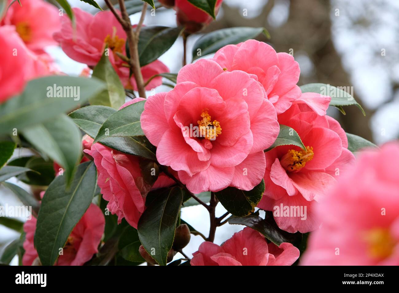 Double Camellia japonica en fleur. Banque D'Images