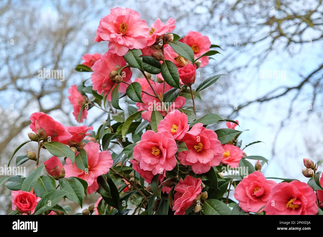 Double Camellia japonica en fleur. Banque D'Images
