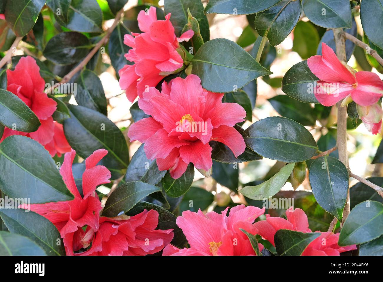 Demi double camélia 'Freedom Bell' en fleur. Banque D'Images