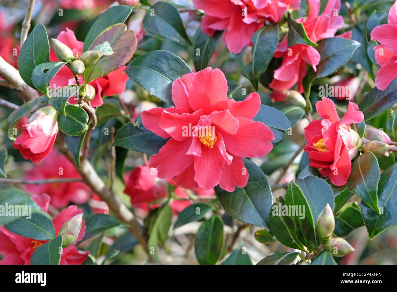 Demi double camélia 'Freedom Bell' en fleur. Banque D'Images