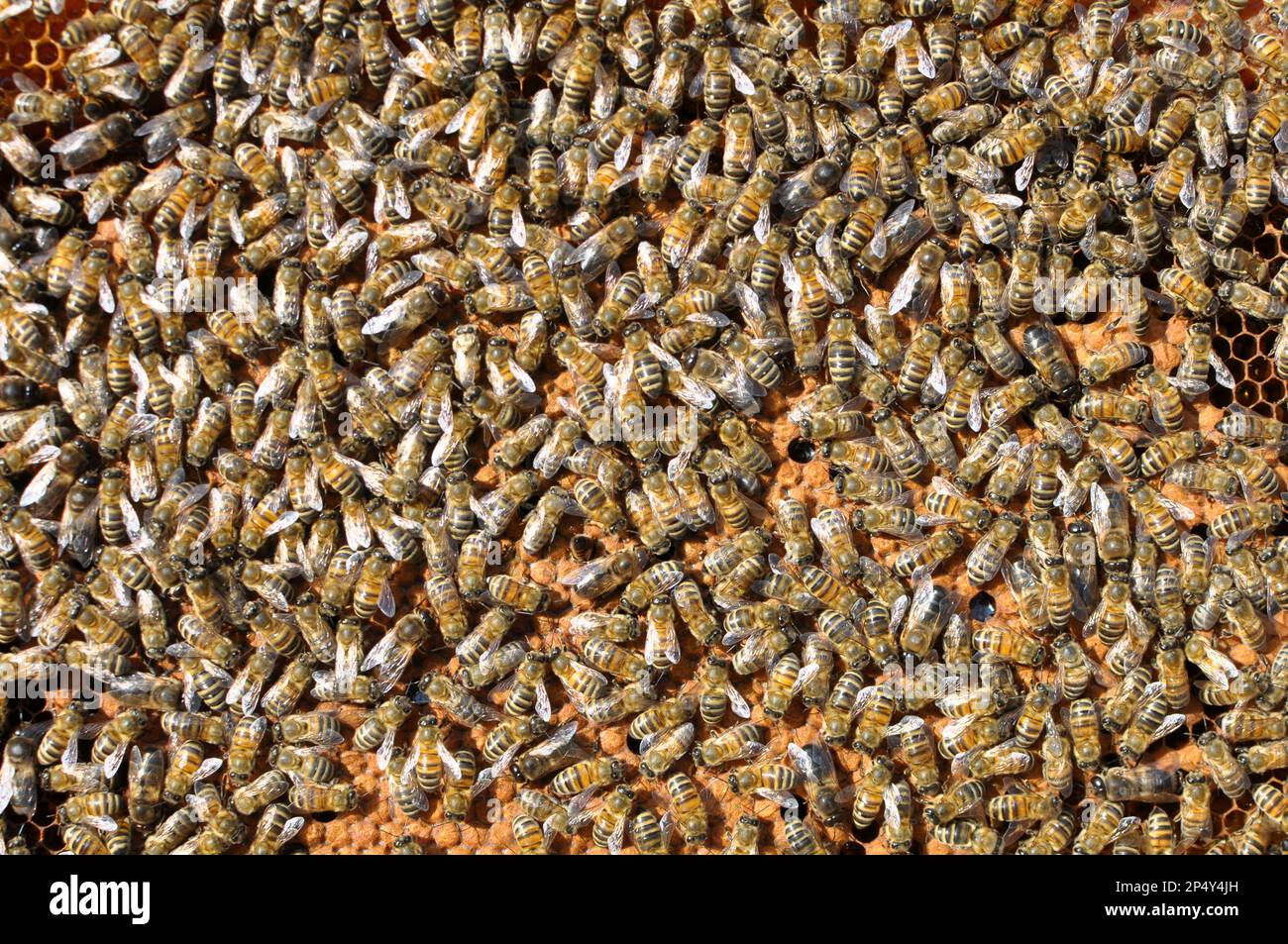 Des drones et des abeilles ouvrières sur une partie du peigne Banque D'Images