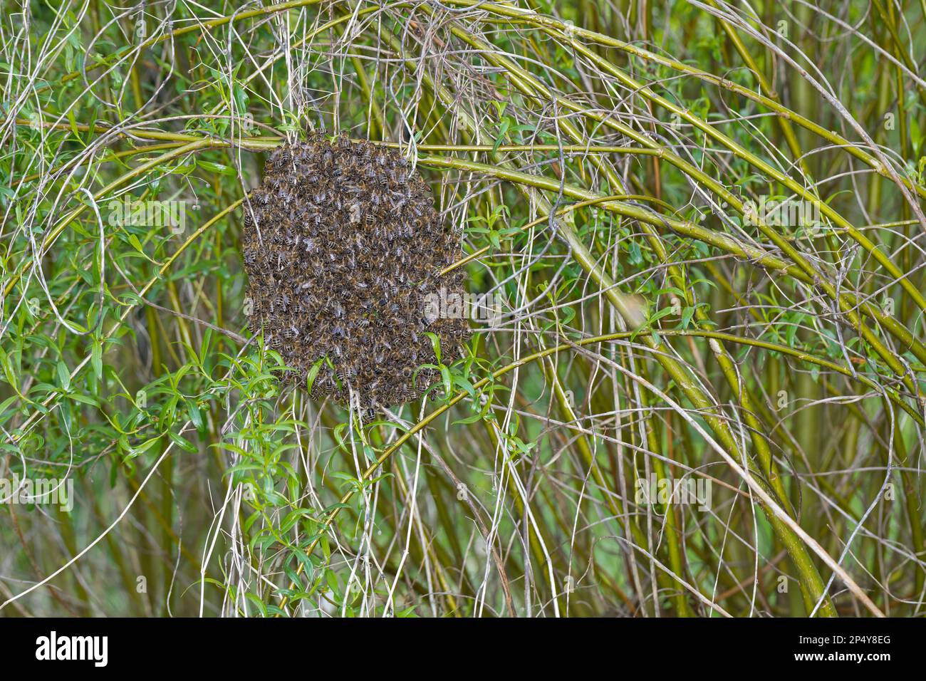 Honigbiene, Bienenschwarm, Schwarm, Volk schwärmt aus, Bienenvolk, Honig-Biene, Europäische Honigbiene, Westliche Honigbiene, Bienen, API mell Banque D'Images