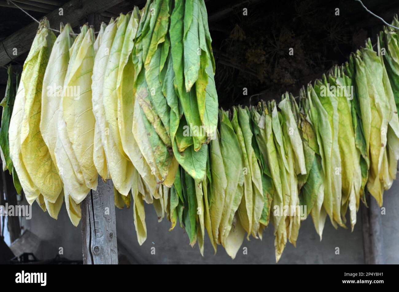 Pour le séchage, les feuilles de tabac sont accrochés à un cordon Banque D'Images