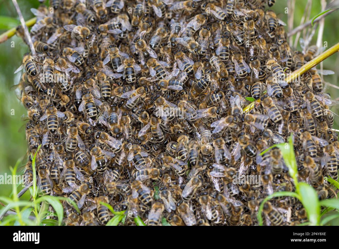 Honigbiene, Bienenschwarm, Schwarm, Volk schwärmt aus, Bienenvolk, Honig-Biene, Europäische Honigbiene, Westliche Honigbiene, Bienen, API mell Banque D'Images