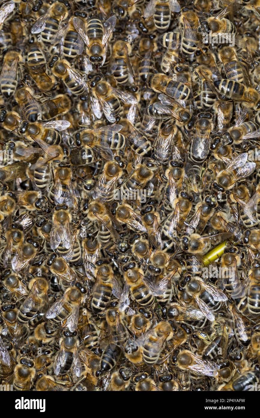 Honigbiene, Bienenschwarm, Schwarm, Volk schwärmt aus, Bienenvolk, Honig-Biene, Europäische Honigbiene, Westliche Honigbiene, Bienen, API mell Banque D'Images