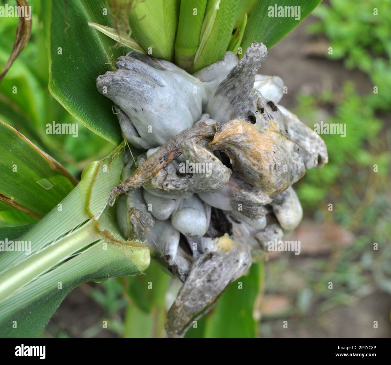 Plante de maïs malade affectée par le champignon Ustilago zeae Unger Banque D'Images