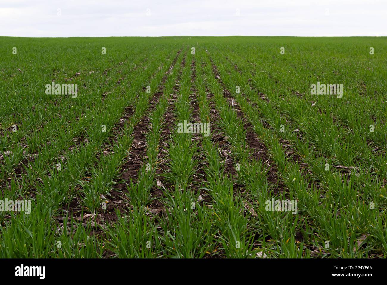 rangées de jeunes pousses vertes , concept d'agriculture, champ de blé ou de seigle planté. Banque D'Images