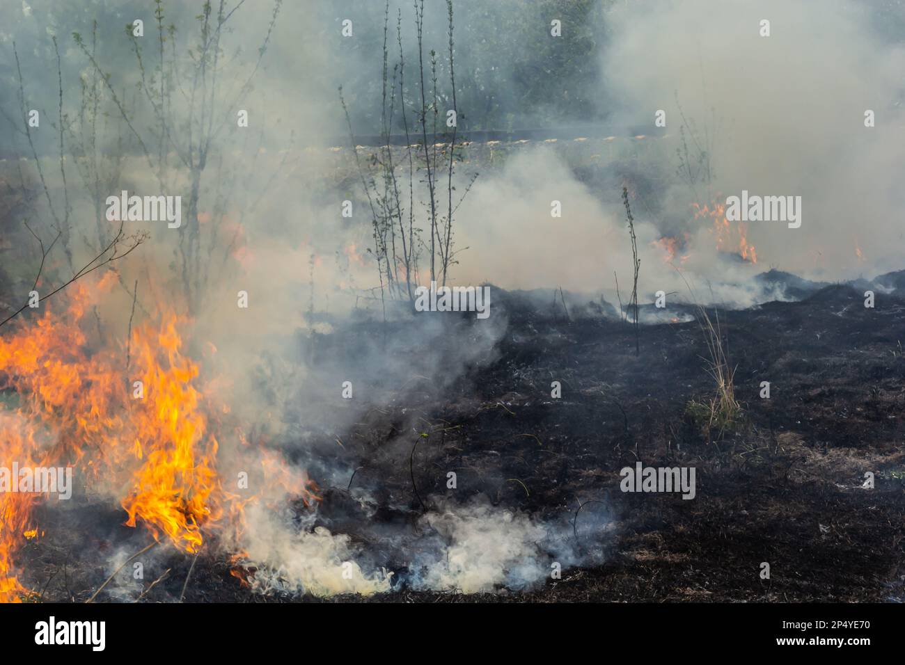 Brûler de l'herbe sèche dans le jardin. Faming d'herbe sèche sur un champ. Feu de forêt. Le champ de chaume est brûlé par l'agriculteur. Incendie sur le terrain. Banque D'Images