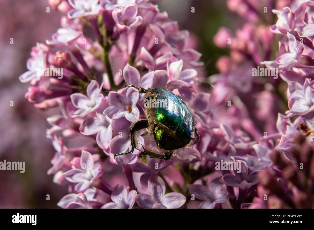 Le bronze doré, Cetonia aurata, est une espèce de bronze ailé de la sous-famille des bronzes, Cetoniinae. Le scarabée de bronze recueille le nectar et le pollen de la flo Banque D'Images