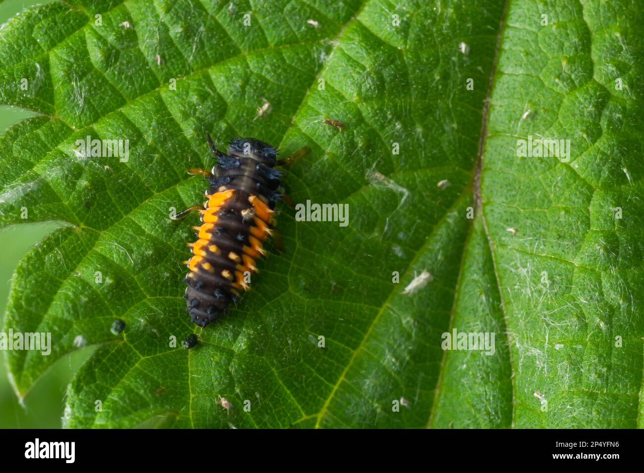 Macro photo des larves de coccinelles sur la feuille verte isolée sur le Backgrou. Banque D'Images