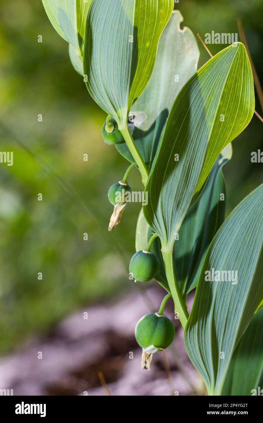 Baies non mûres du phoque d'Angular Solomon également connu sous le nom de phoque de Solomon parfumé, Polygonatum odoratum. Banque D'Images