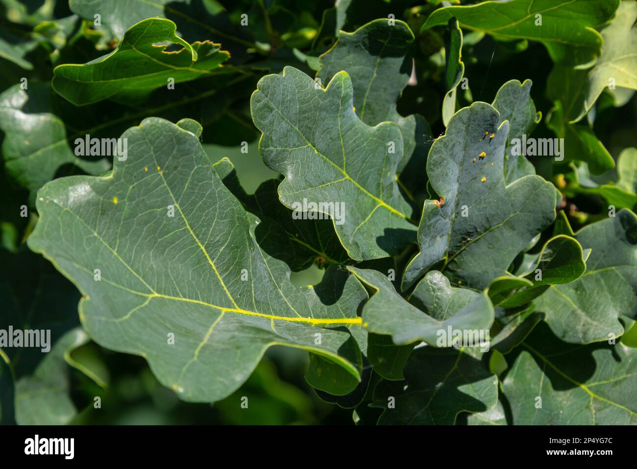 Chêne européen, Quercus robur, nouvelles feuilles de printemps sous la lumière du soleil sur une branche. Banque D'Images