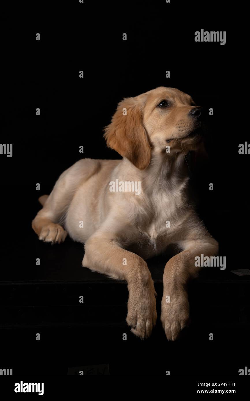 Labrador Puppy sur fond noir Banque D'Images