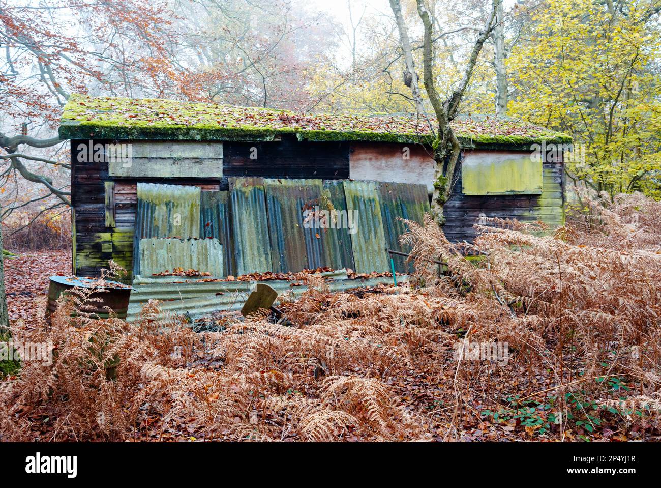 Ancien hangar en bois caché dans une zone boisée Banque D'Images