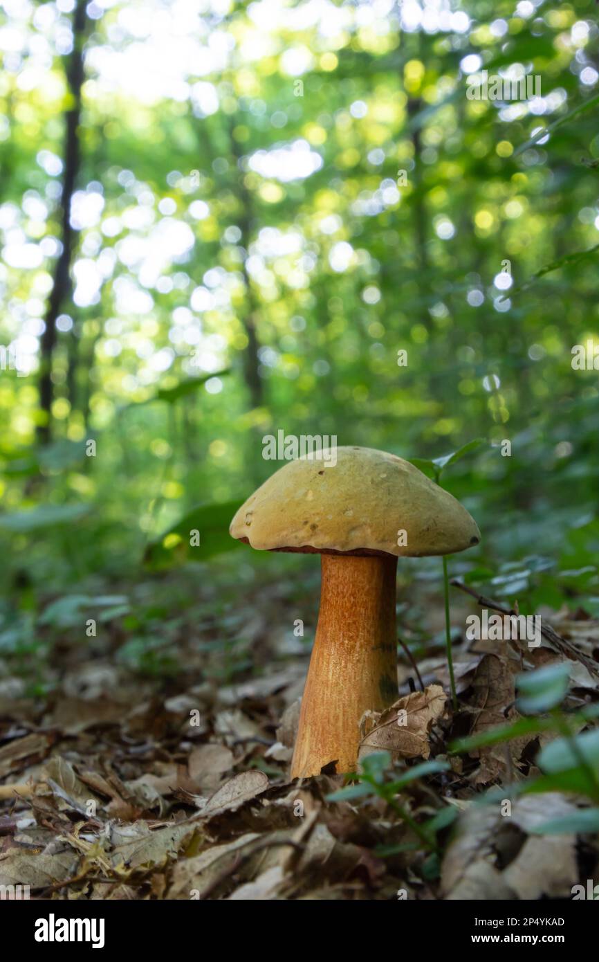 Suillellus luridus, anciennement Boletus luridus, communément connu sous le nom de bolete luride avec des arbres forestiers en arrière-plan. Banque D'Images