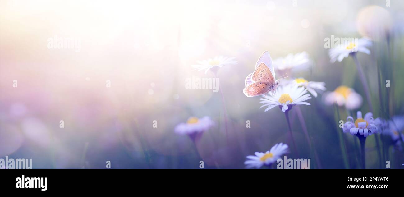 Beau papillon et arrière-plan abstrait avec fleurs printanières ; paysage de fleurs printanières Banque D'Images