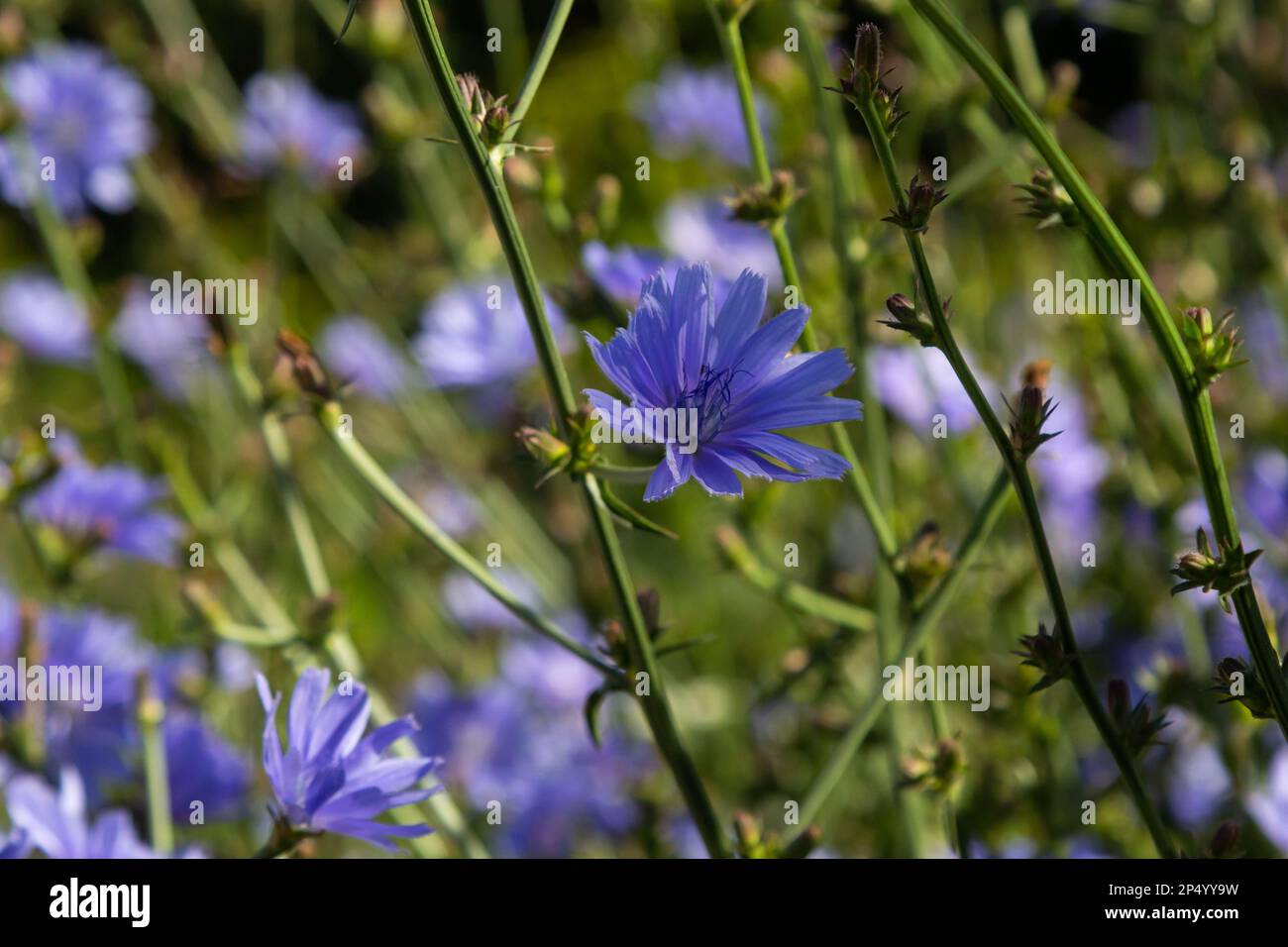 Verveine Bleue – La Brouette Maraîchère