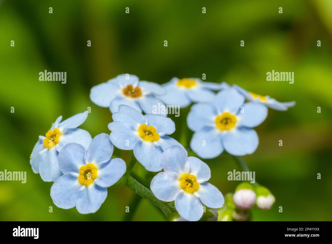 Véritable oublier-me-pas ou eau oublier-moi-pas Myosotis scorpioides floraison au bord du lac. Bourgeons et fleurs sauvages bleues sur fond naturel. Flux non focalisé Banque D'Images