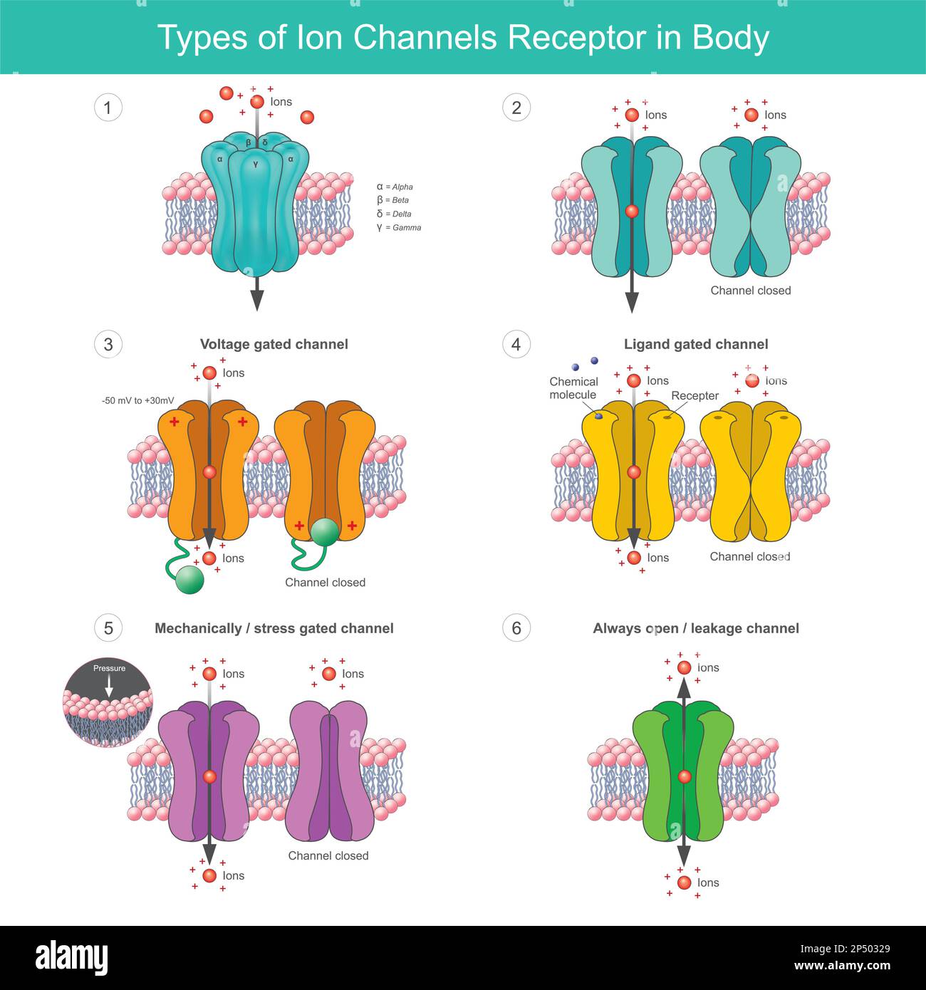 Types de récepteur de canaux d'ions dans le corps. Protéines membranaires avec transport d'ions spécifiques à l'intérieur ou à l'extérieur de la cellule du corps. Illustration de Vecteur