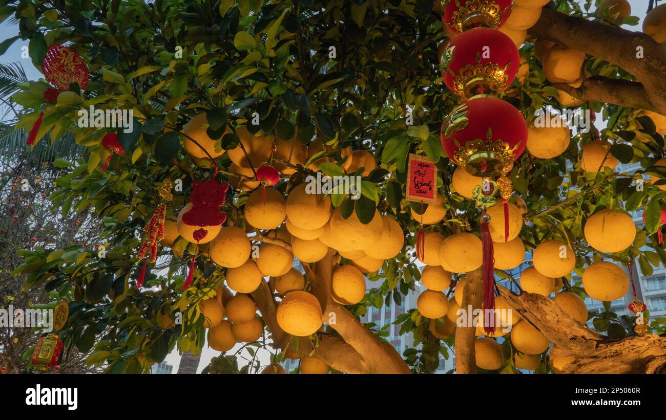 Arbre pamplemousse chinois Banque de photographies et d’images à haute