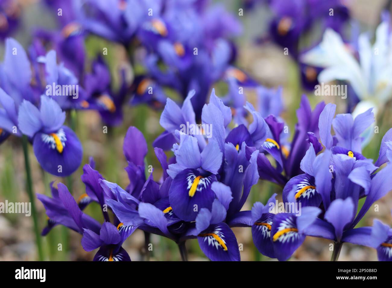 Iris nain violet vif sous le soleil de printemps Banque D'Images