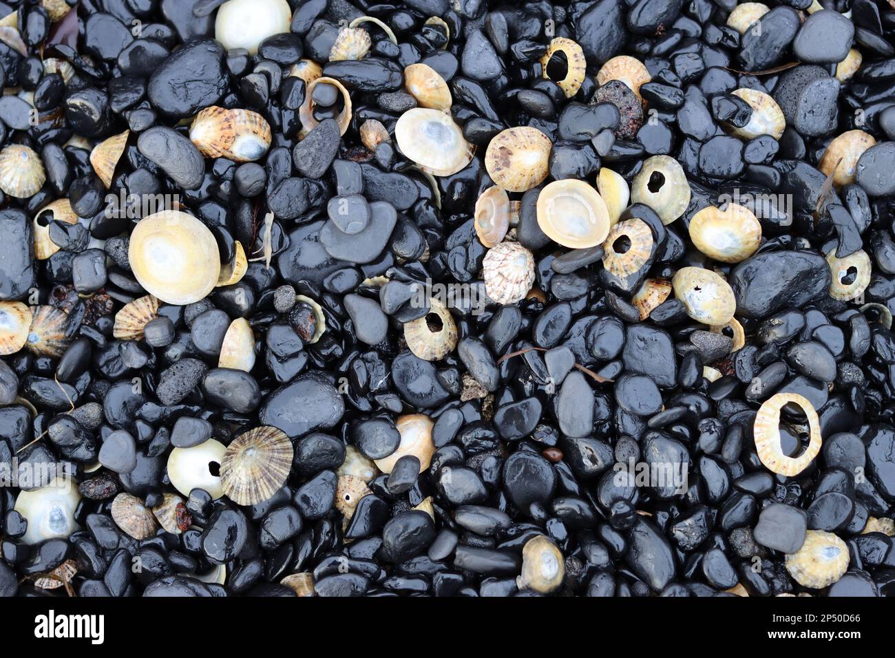 Galets noirs lisses et brillants sur une plage entrecoupés de coquillages blancs Banque D'Images