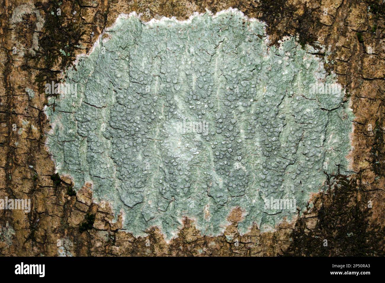 Pertusaria pertusa (pepperpot lichen) est un lichen croûteux commun sur les arbres mais aussi sur les roches. Il est originaire de l'Eurasie et de l'Afrique australe. Banque D'Images