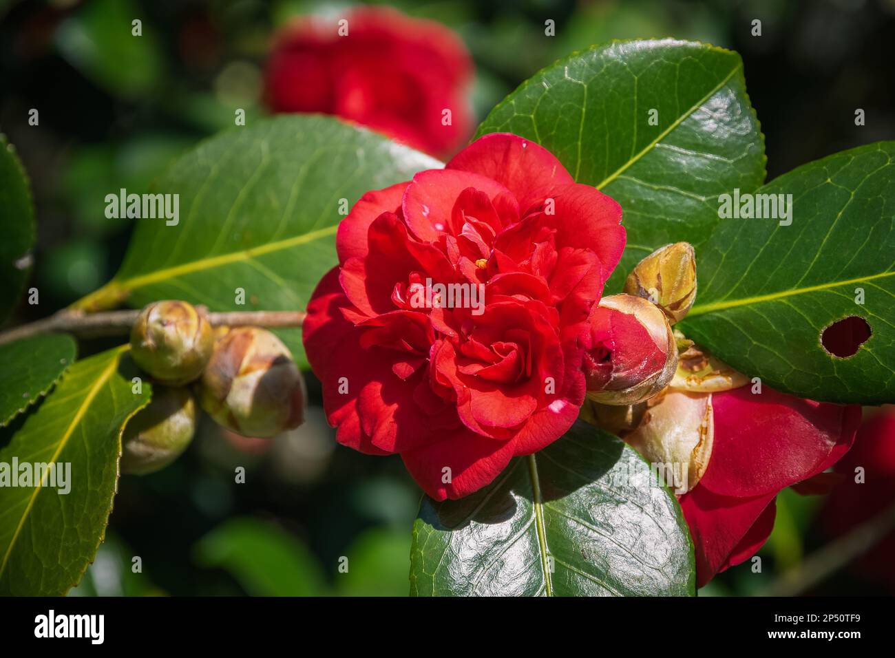 Floraison Rhododendron shilsonii à Isabella Plantation, un jardin boisé à Richmond Park à Londres Banque D'Images