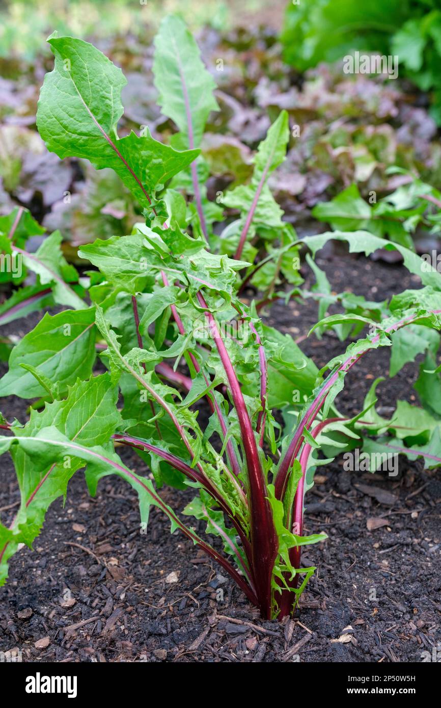 Chicorée Italiko Rosso, Dandélion rouge, Cichorium intybus, jeunes plantes, feuilles vertes à tiges rouges profondes, croissant dans une parcelle de légumes Banque D'Images