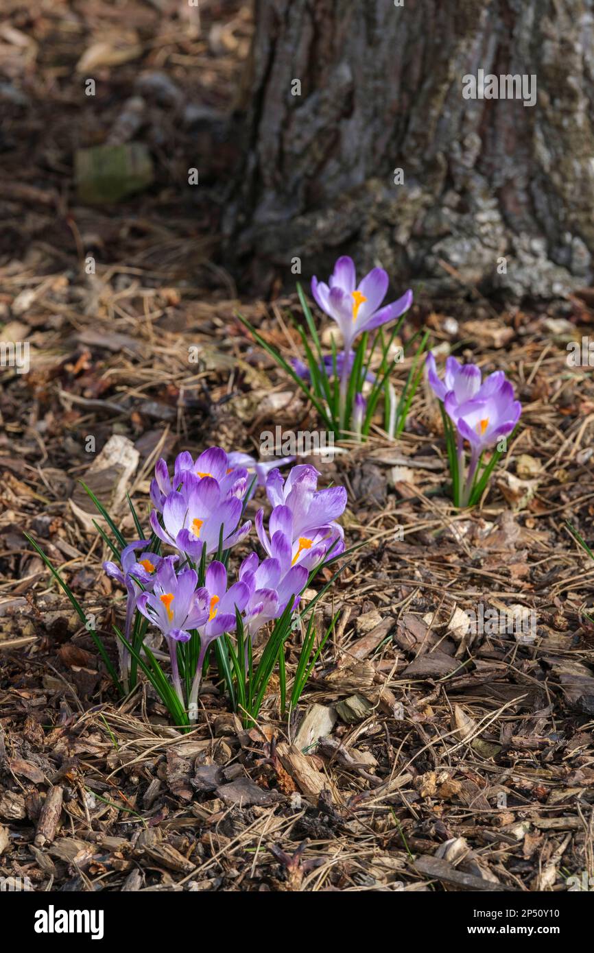 Crocus heuffelianus Harry Hay, crocus de printemps aux fleurs violettes de lavande clair et au sommet sombre Banque D'Images
