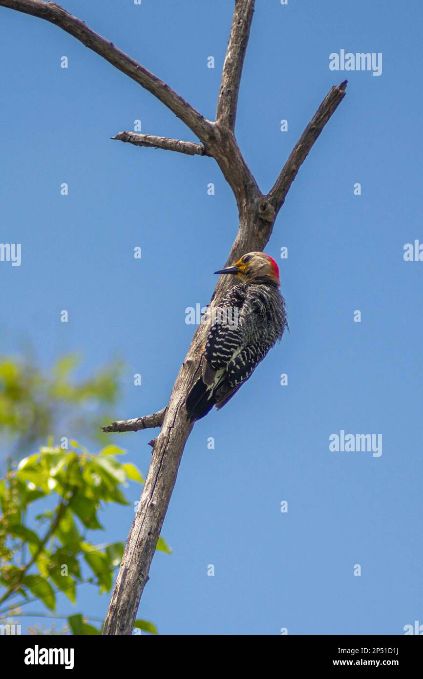 18 mai 2018, Yucatan, Mexique: Le pic du Yucatan il se nourrit d'insectes qu'il chasse dans de vieux troncs d'arbres, afin des localiser il tient sur le t Banque D'Images