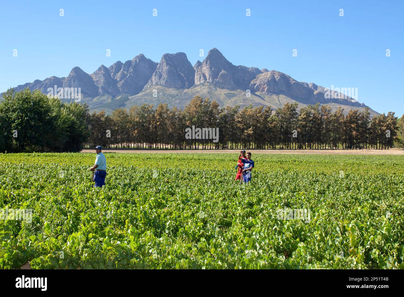 Wellington, Cap occidental Banque D'Images